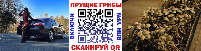 Псилоцибиновые грибы Psilocybine cubensis Дубовка